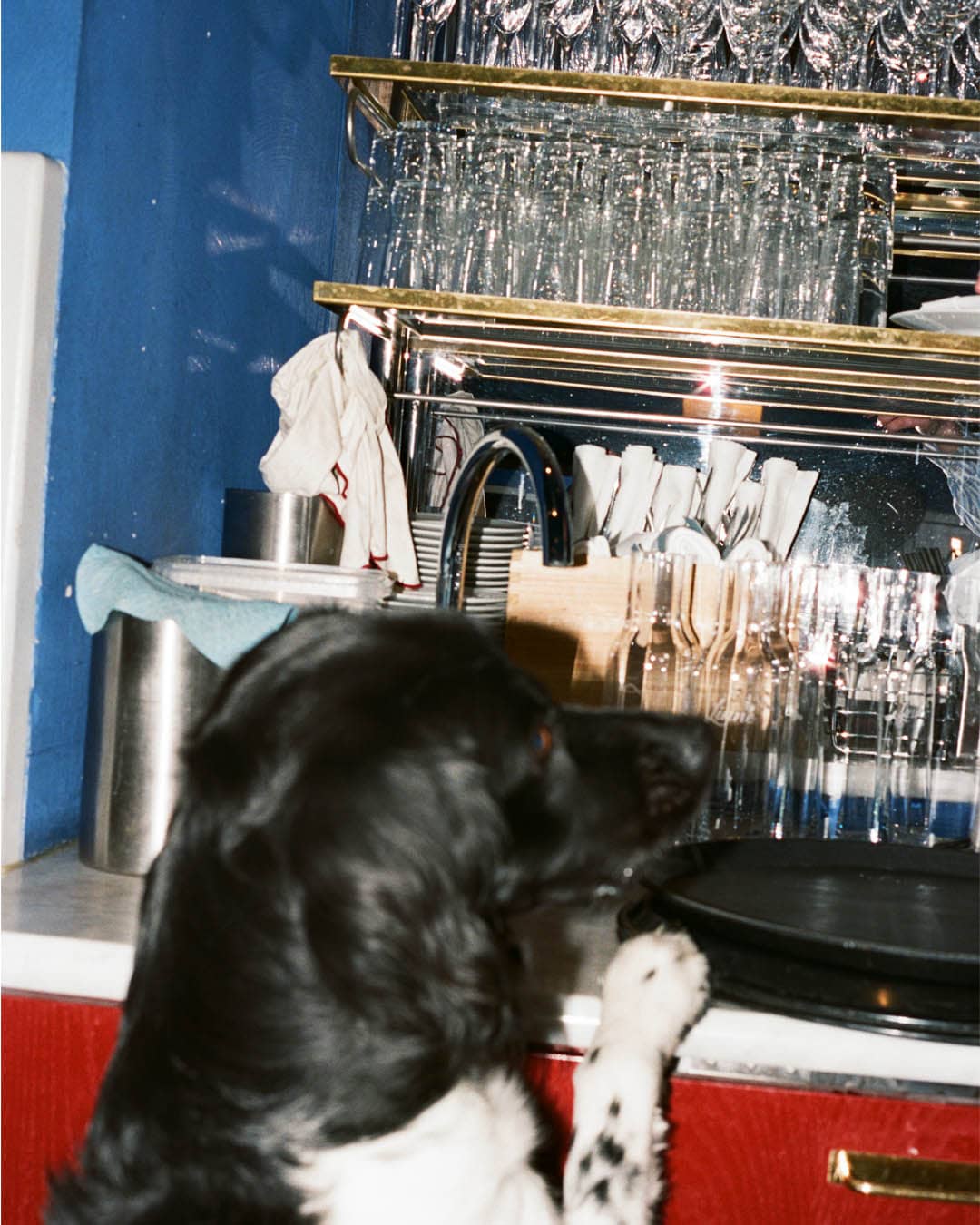 Hund står vid kanten av ett bord på restaurang