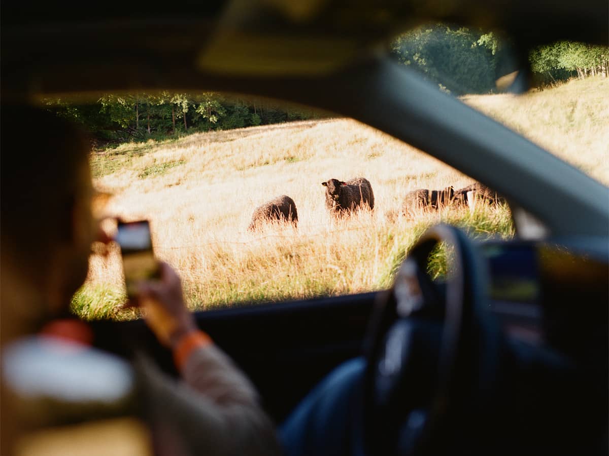 Person tar kort på får från sin bil