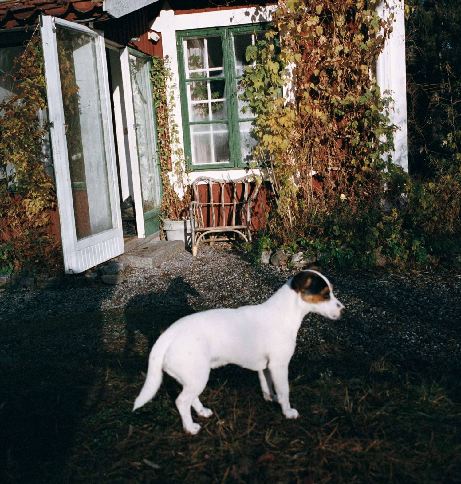 Hund står utanför en sommarstuga