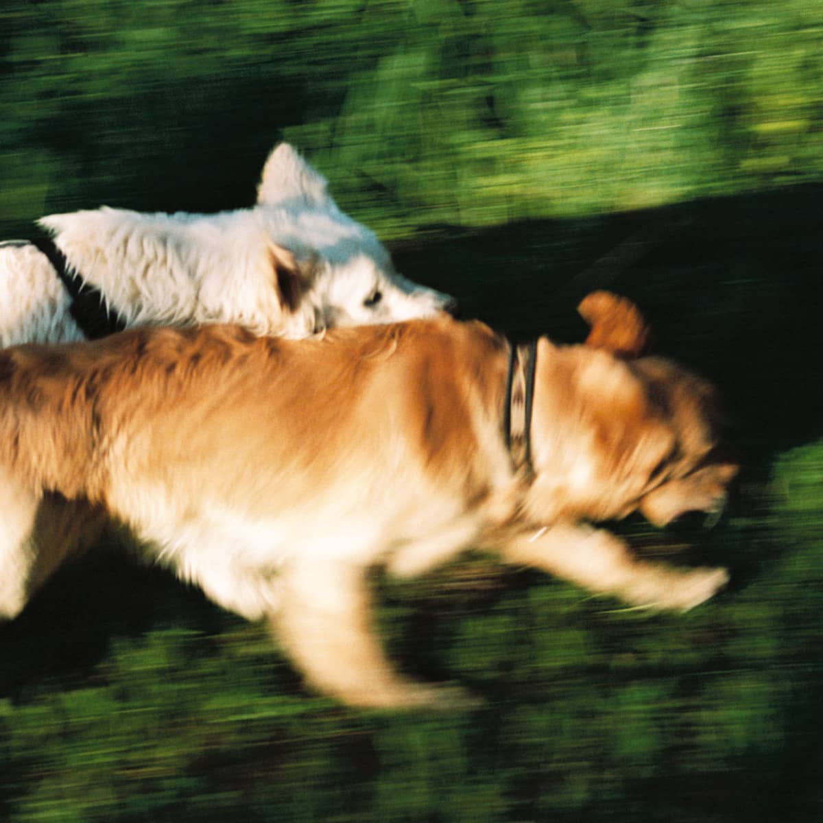 Två hundar springer på gräset i parken