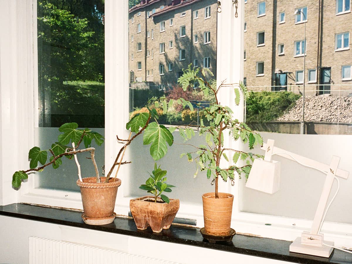 Fönster med blomkrukor inifrån lägenhet