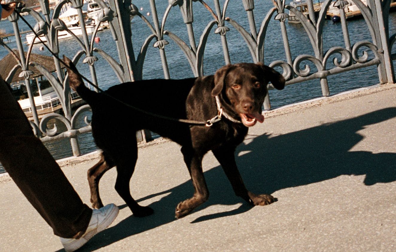 Hunden Leia promenerar över en bro i Stockholm.