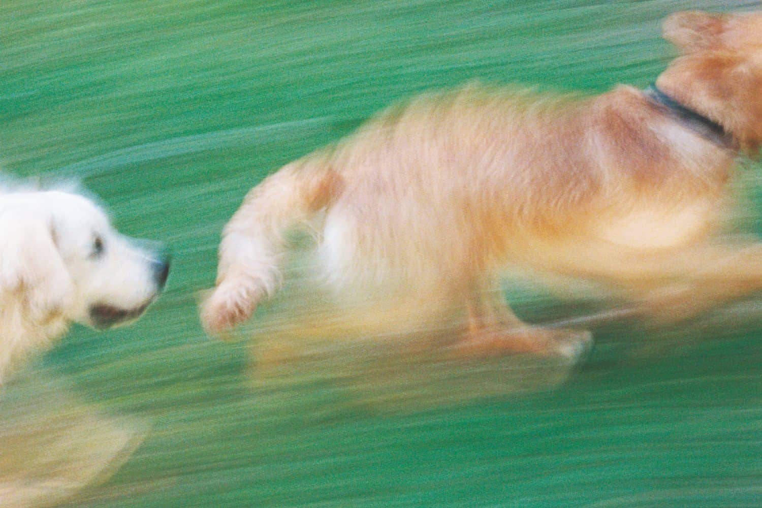 Två hundar som springer på grönt gräs. Bilden är suddig och tagen i farten.