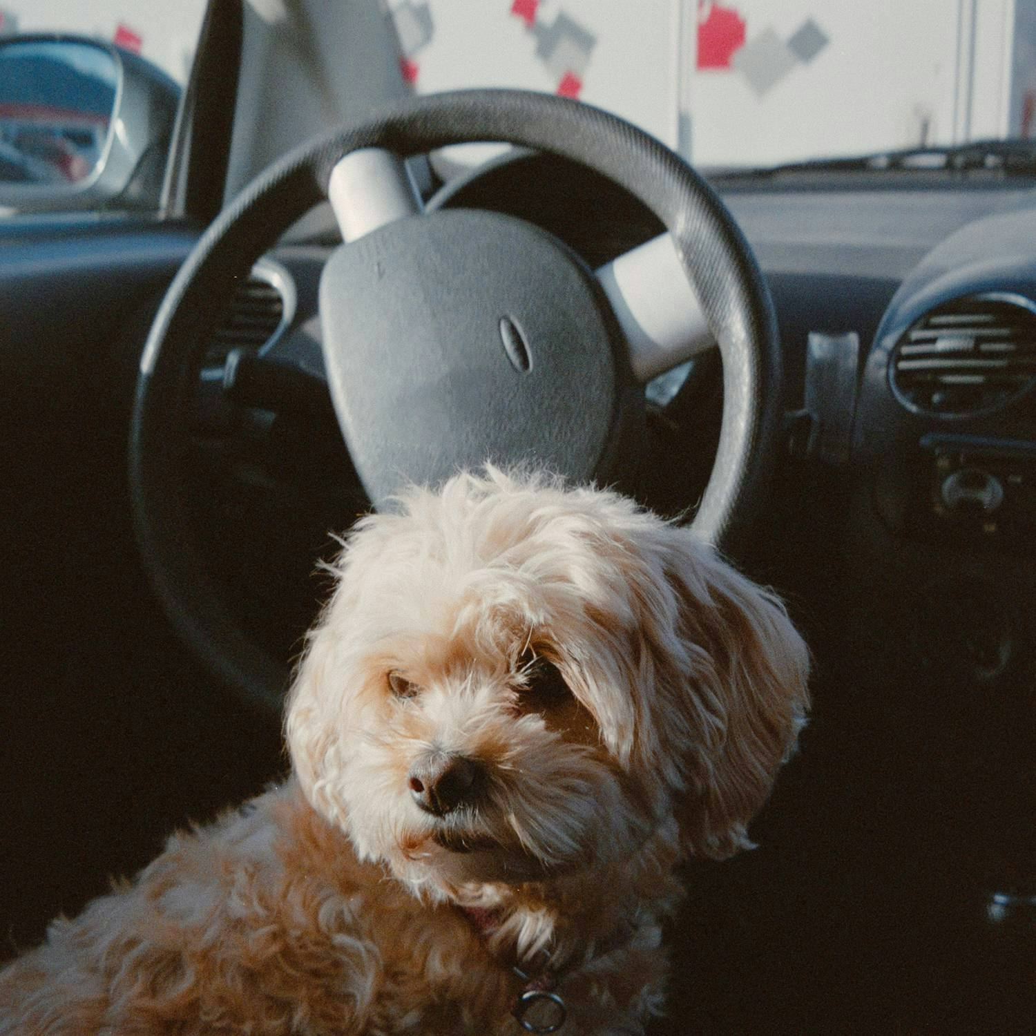 Hund sitter i förarsätet i en bil.