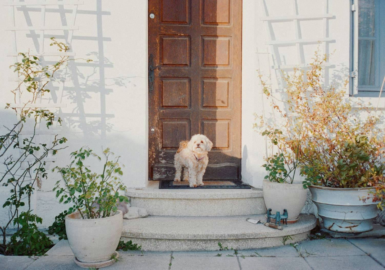 Hund med hundförsäkring vid ingången till ett hus