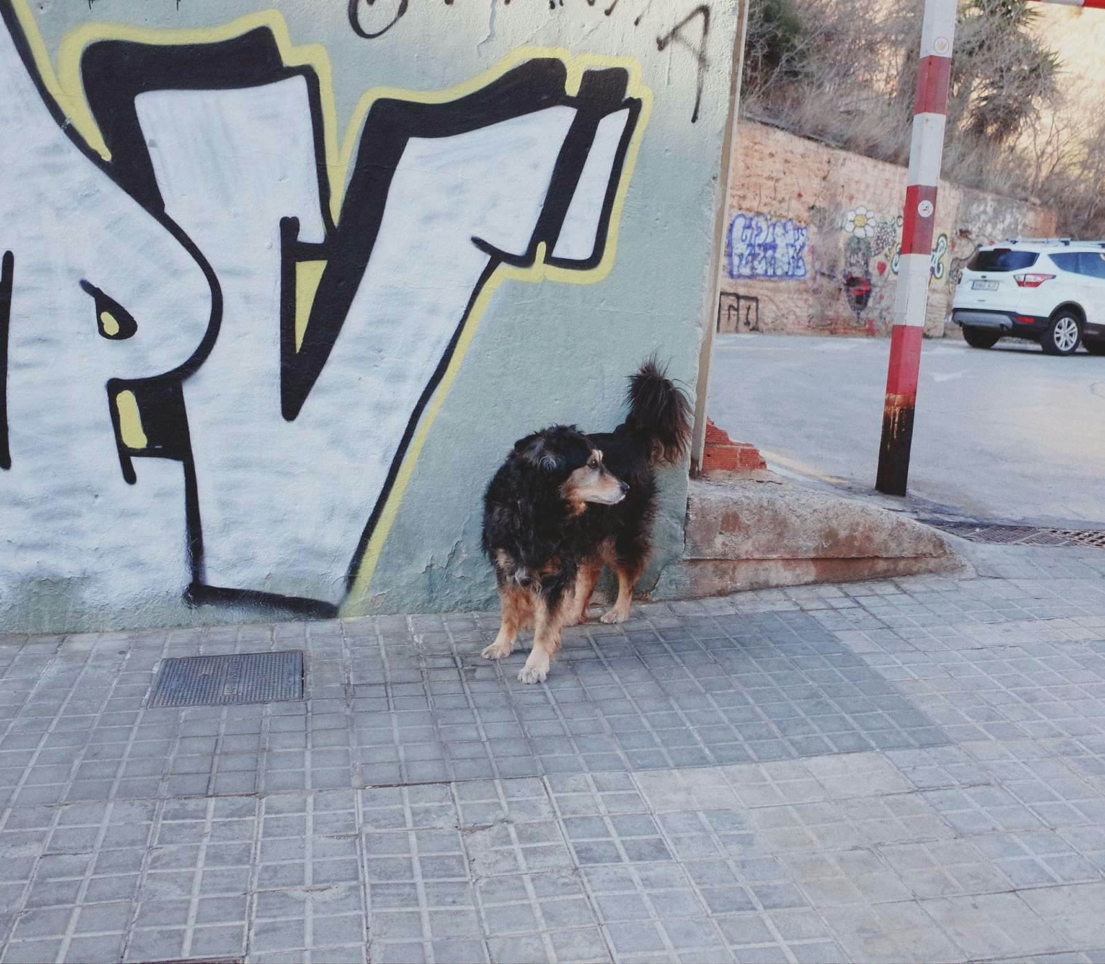 Hund utomlands på gata i Barcelona