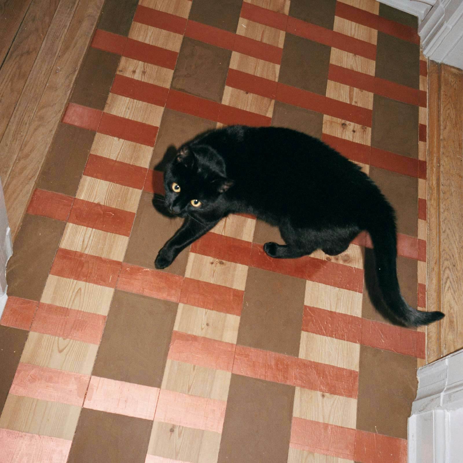 En svart katt smyger omkring i en lägenhet.