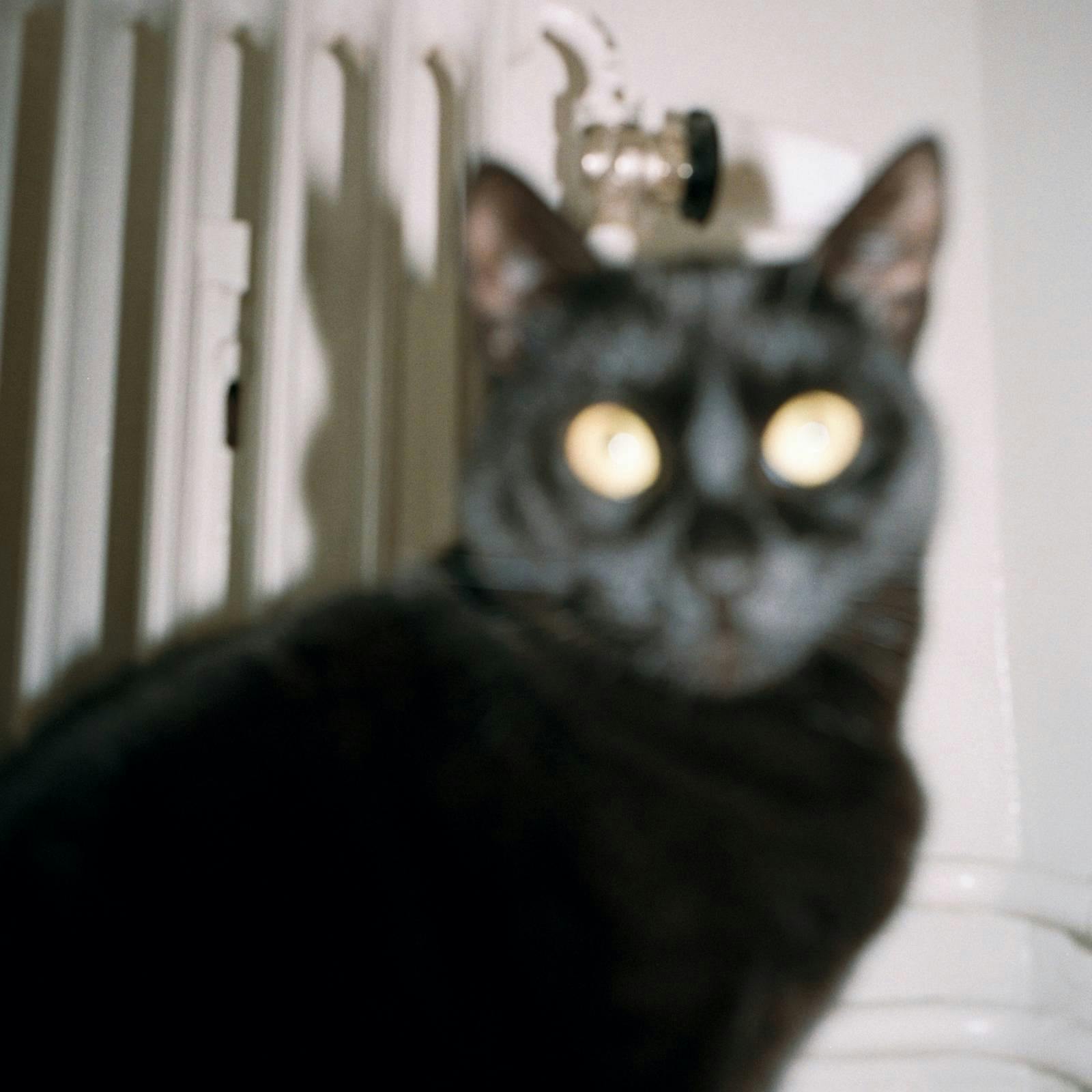Närbild på en svart katt.