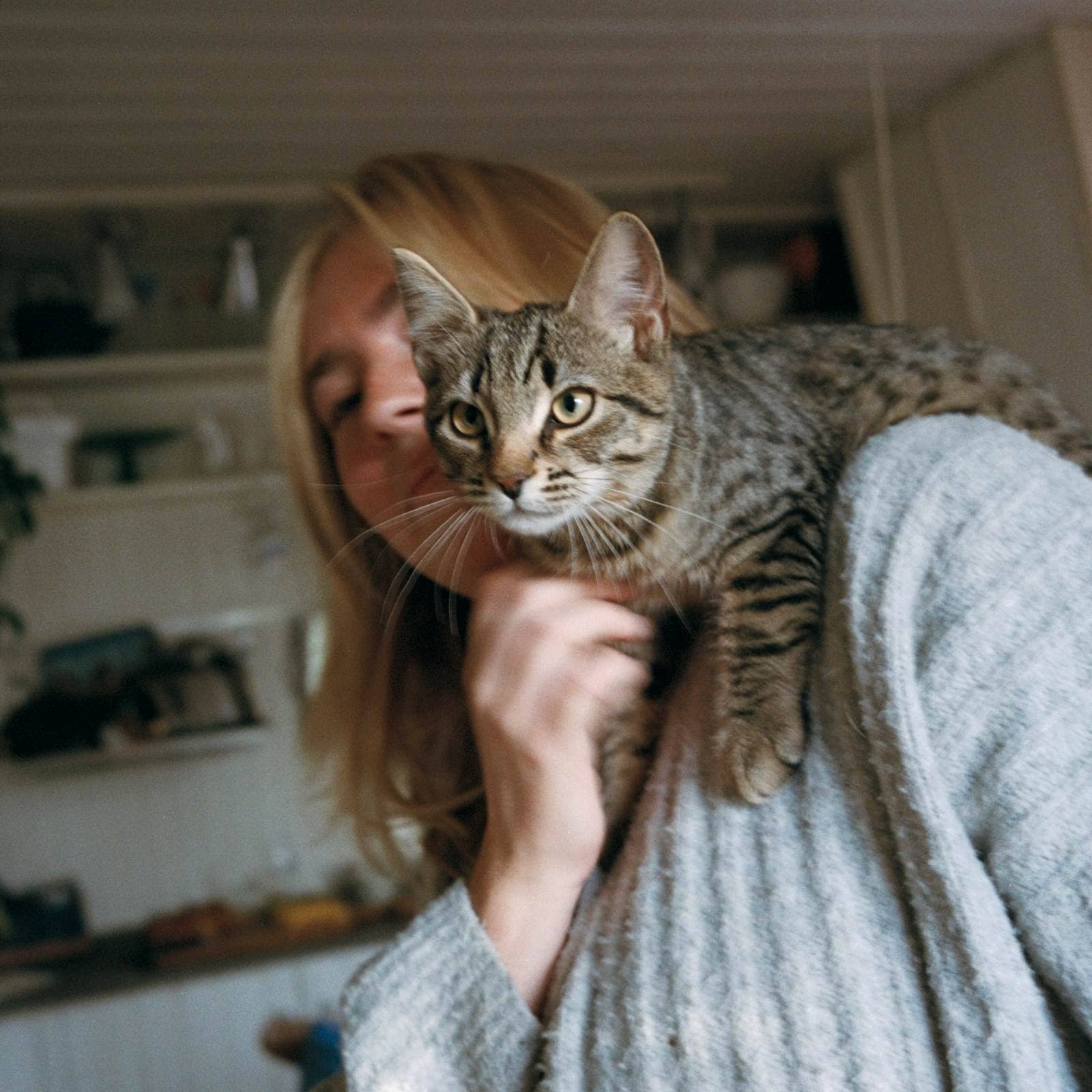 Katt ligger på persons axel