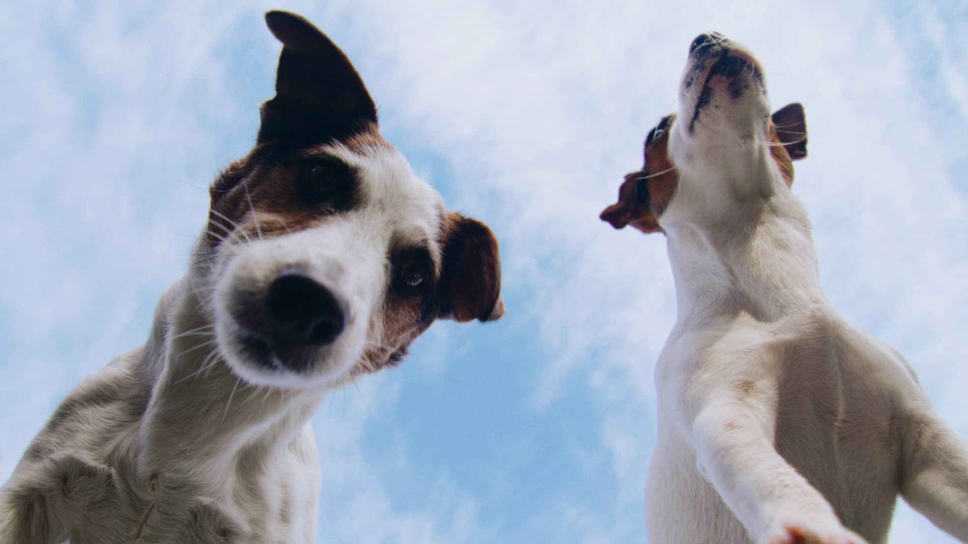 Två hundar nosar mot kameran med himmel i bakgrunden