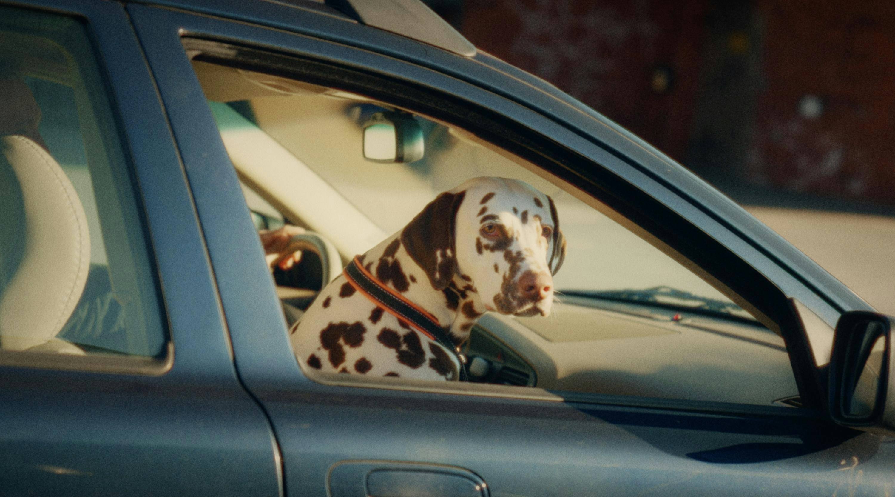 Dalmatin sitter i passagerarsätet i en bil.